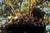 wilden Kerle, Die (item no. 90096645) - Thumbnail #9
