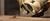 Wall-E (Single Disc Edition) (item no. 90315269) - Thumbnail #7