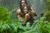 10.000 B.C. (item no. 90372155) - Thumbnail #5
