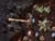 Starcraft 2: Wings of Liberty C.E. (Art.-Nr. 90387516) - Vorschaubild #11