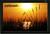 Celexon HomeCinema Rahmen Leinwand 180x102cm 16:9 (item no. 90414407) - Thumbnail #5