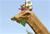 Wonder Pets: Rettet den Dinosaurier (item no. 90424677) - Thumbnail #4