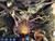 Hallowed Legends: Samhain (item no. 90425537) - Thumbnail #5