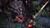 Tera Collector Edition (item no. 90447816) - Thumbnail #2