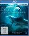Dolphins in the Deep Blue Ocean 3D