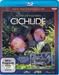Tropische Aquarien - Cichlide HD